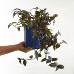 Vaso-para-Plantas-em-Aluminio-Auto-Irrigavel-Colors-Azul-Yes-We-Grow